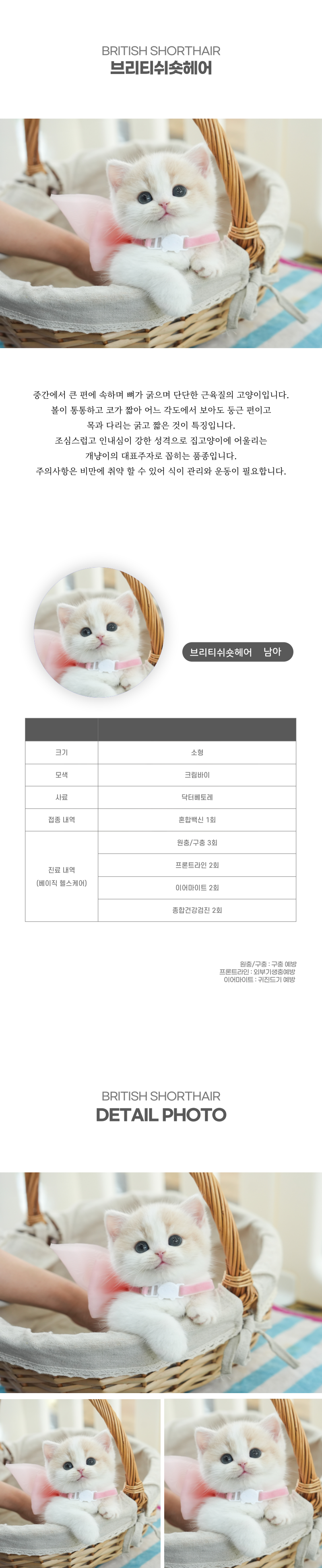 브리티쉬숏헤어_상세이미지_2